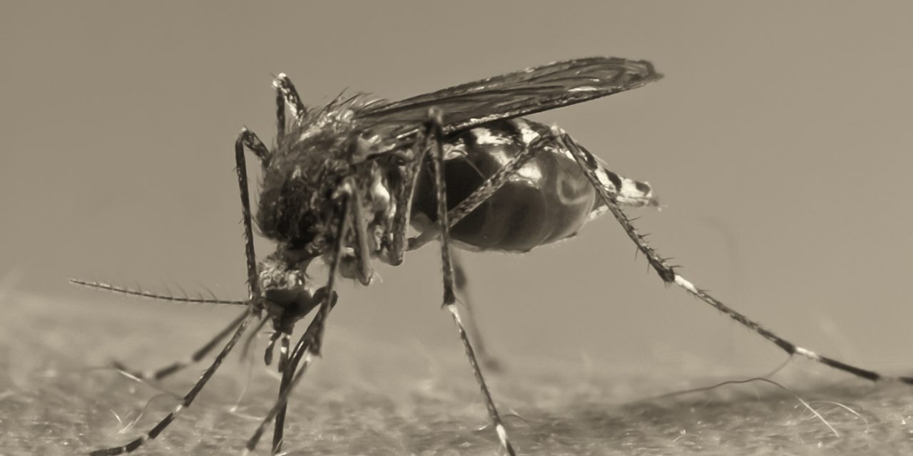Inżynieria genetyczna w walce z komarami